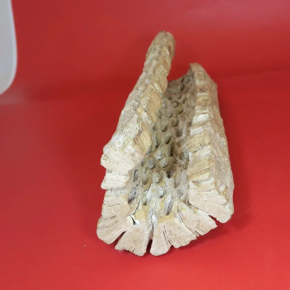 Cactus Wood Decoration for Aquarium Tank 1 pc